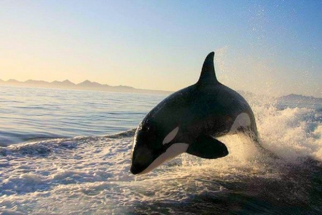  洛雷托的逆戟鲸 